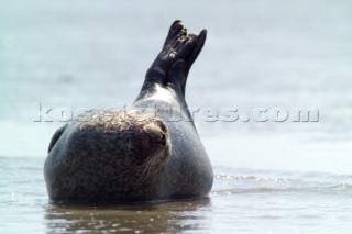 Common Seal, Phoca vitulina,  basking in the sun on the north Kent coast Near to the isle of thanet