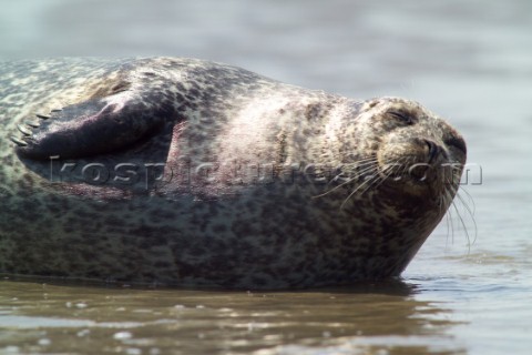 Common Seal Phoca vitulina  basking in the sun on the north Kent coast Near to the isle of thanet 