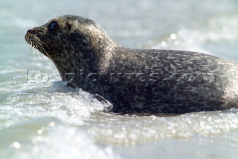 Common Seal Phoca vitulina  basking in the sun on the north Kent coast Near to the isle of thanet 