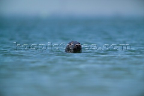 Head of a Common Seal Phoca Vitulina swimming in the sea