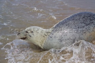 A grey seal frollicking in the water on the beach