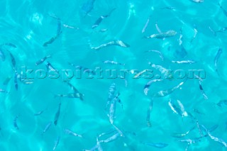 Fish swimming in clear blue water seen from above