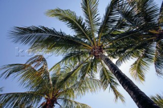 Looking at a sunny sky through the upper fronds of palm trees