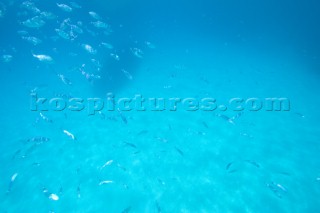 An underwater shot of a shoal of fish swimming around lazily in shallow water