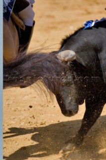 Bull fight in Valencia, Spain