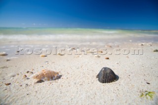 Close up of two shells on a white sand beach with crystal water