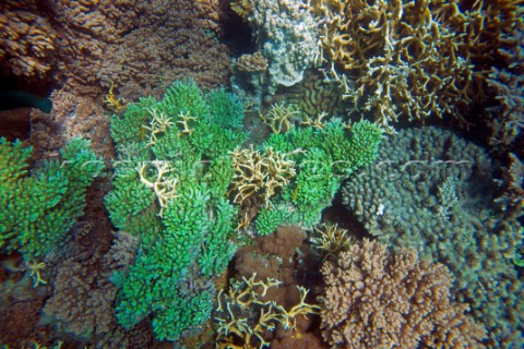 Coral reef and sea life in shallow water