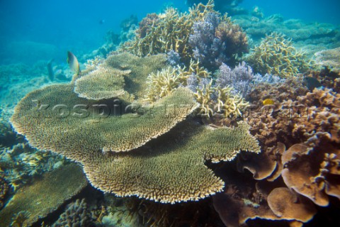 Coral reef and sea life in shallow water