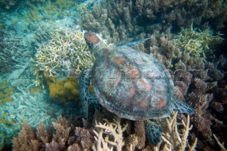 A Turtle underwater, in shallow water on a coral reef