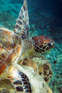A Turtle underwater, in shallow water on a coral reef