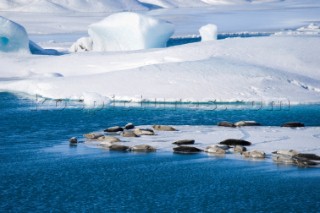 Seals laze on the ice at the glacier lagoon, Jokusarlon, Iceland