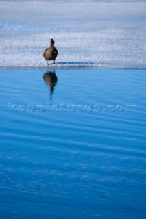 A bird standing on the ice at the waters edge, Iceland