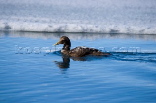A bird braving the near freezing water in a glacier lagoon, Iceland