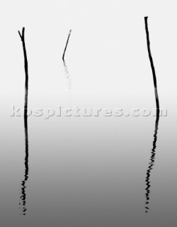 Reeds and bullrushes on water surface