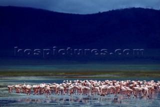 Flamingos,  Ngorongoro  Tanzania