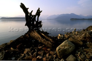 Driftwood on beach in Juneau, Alaska
