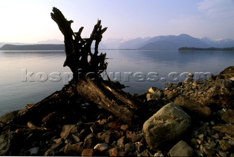 Driftwood on beach in Juneau Alaska