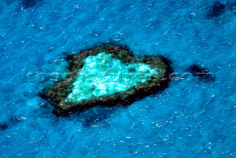 Heart Shaped Coral Reef Hamilton Island Australia 