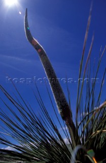 Plant detail, Western Australia
