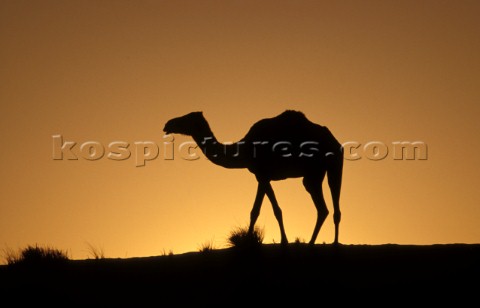 Silhouette of camel in the desert Dubai 