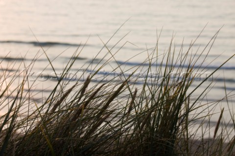 Reeds and grass on the beach and shoreline in St Ives Cornwall UK