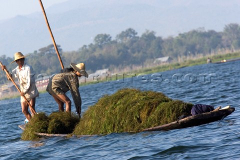 Inle lake Myanmar Burma 09 01 07    Weeds are dredged from the lake bottom to be used as fertilizer 