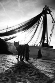 Cats hanging around Rovinj harbour