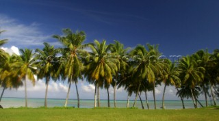 Water front plam trees on Aitutaki Island, Cook Islands, South Pacific.