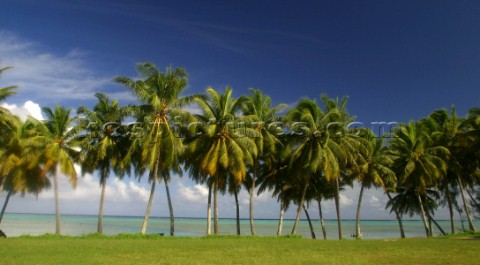 Water front plam trees on Aitutaki Island Cook Islands South Pacific