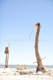 Two arms appearing humoruously out of the side of a dead standing palm tree along the shoreline of the Salton Sea.
