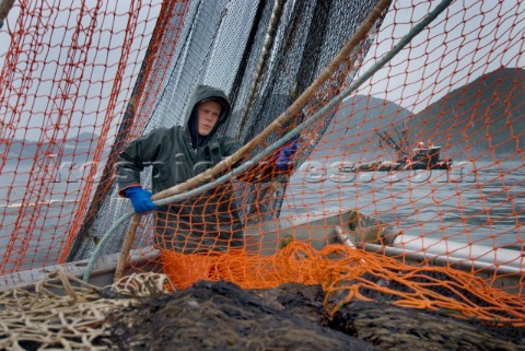 081508  Crew member Nick Demmert hauls in the net while sein fishing on Captain Larry Demmerts boat 
