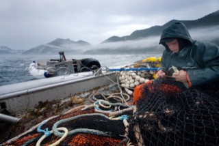 08/15/08  Crew member Nick Demmert repairs the net while sein fishing on Captain Larry Demmerts boat just off of the outer islands west of Prince of Whales Island in SE Alaska. This is a native fishing hole. At this time they were catching mostly humpies.