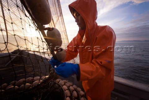 081508  Crew member Alexai Gamble hauls in the net while sein fishing on Captain Larry Demmerts boat