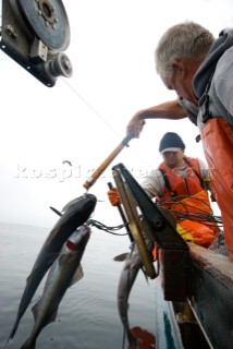 Sept 24, 2008   20 miles offshore of Morro Bay California.   Captain Bill Blue fishing for Sable Fish or Black Cod off the coast of Big Sur California using the hook and line, or long-line method.  A new wave in sustainable commercial fishing is pushing fisherman to switch from higher impact methods of harvesting fish like trawling- to hook and line or long line harvest.