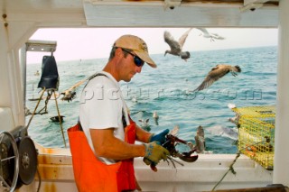 Lobsterman Bernd Wolff sizes up a lobster while hauling traps of the southwestern coast of Maine.