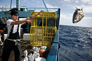 Expedition Great White crew member throws rotten tuna head overboard in the Pacific Ocean.