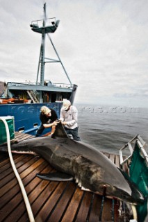 Expedition Great White crew install a satellite transmitter to a white shark dorsal fin.