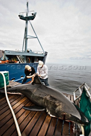 Expedition Great White crew install a satellite transmitter to a white shark dorsal fin