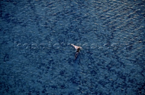 Aerial view of a fishing dhow sailing in shallow water near Kiwayu island off the northern coast of 