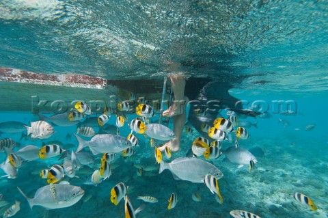 Underwater view of a snorkeller climbing onto a boat with fish swimming around Aitutaki Island Cook 