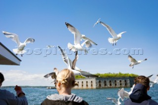A flock of seagulls swarming to eat leftover bait