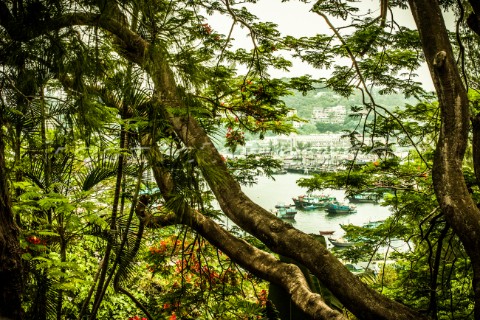 Tropical trees with boats in a harbor visible through a break in the vegetation Tim MartinAurora Pho