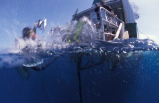 Diver jumps from the boat in the water Great Barrier Reef & Coral Sea/Australia.  Juergen Freund/Aurora Photos/Kos Pictures